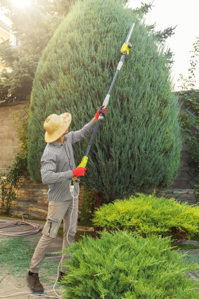 Best Tree Preservation Services  in New Brighton, PA